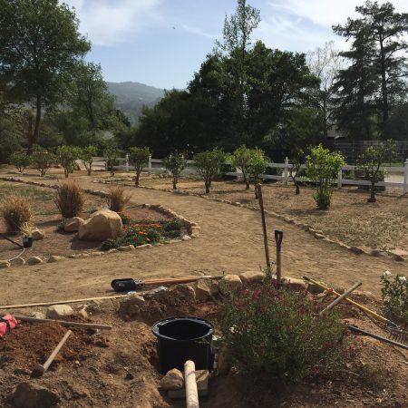 Before: fruit trees along fence